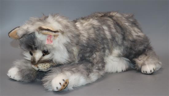 A Maine Coon Cat, white label, boxed with certificate